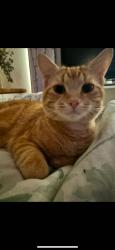 Lost Male Cat last seen Kardan Boulevard Byford, Byford, WA 6122