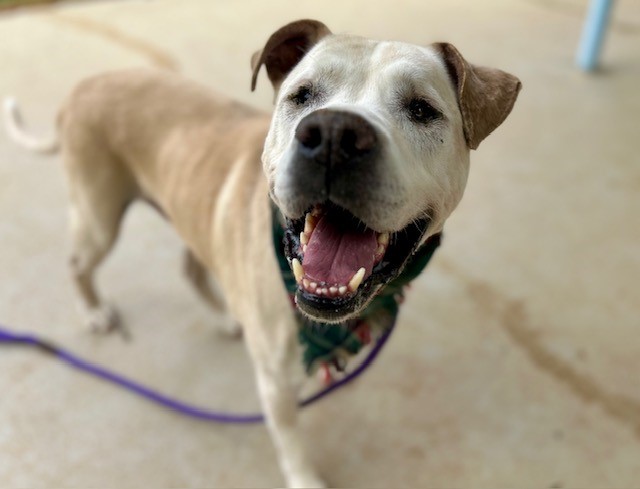 Shelter Stray Male Dog last seen CHARLOTTE, Charlotte, NC 28217