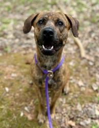 Shelter Stray Male Dog last seen CHARLOTTE, Charlotte, NC 28217