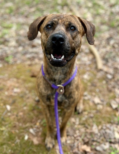 Shelter Stray Male Dog last seen CHARLOTTE, Charlotte, NC 28217