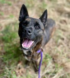 Shelter Stray Male Dog last seen CHARLOTTE, Charlotte, NC 28217