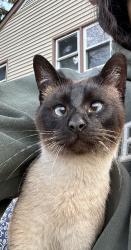 Found/Stray Unknown Cat last seen Near arbor place, New Castle County, DE 19720