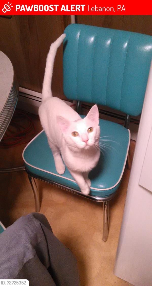 Lost Male Cat last seen Edwin mini market,, Lebanon, PA 17046