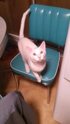 Lost Male Cat last seen Edwin mini market,, Lebanon, PA 17046