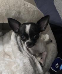Lost Female Dog last seen Se lents park area, Portland, OR 97266