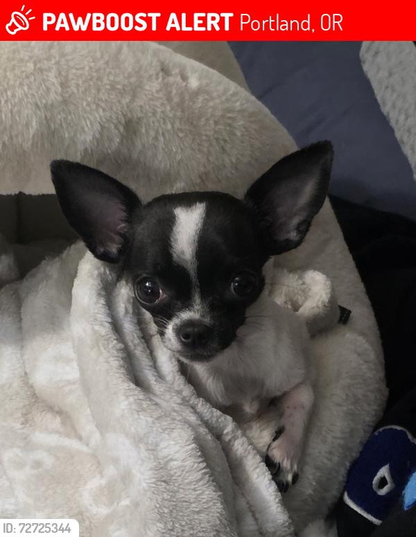 Lost Female Dog last seen Se lents park area, Portland, OR 97266