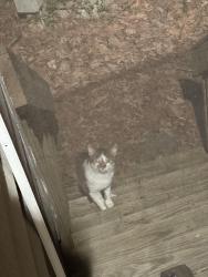Found/Stray Unknown Cat last seen Old Greensboro road, Orange County, NC 27516