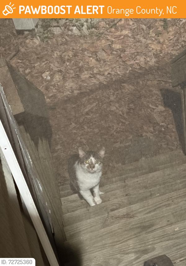 Found/Stray Unknown Cat last seen Old Greensboro road, Orange County, NC 27516