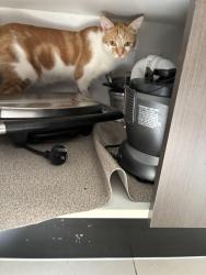 Lost Male Cat last seen Sonoran glade Plumpton , Plumpton, NSW 2761