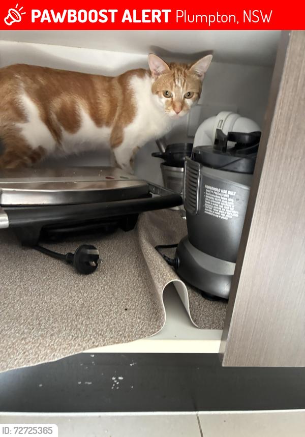 Lost Male Cat last seen Sonoran glade Plumpton , Plumpton, NSW 2761
