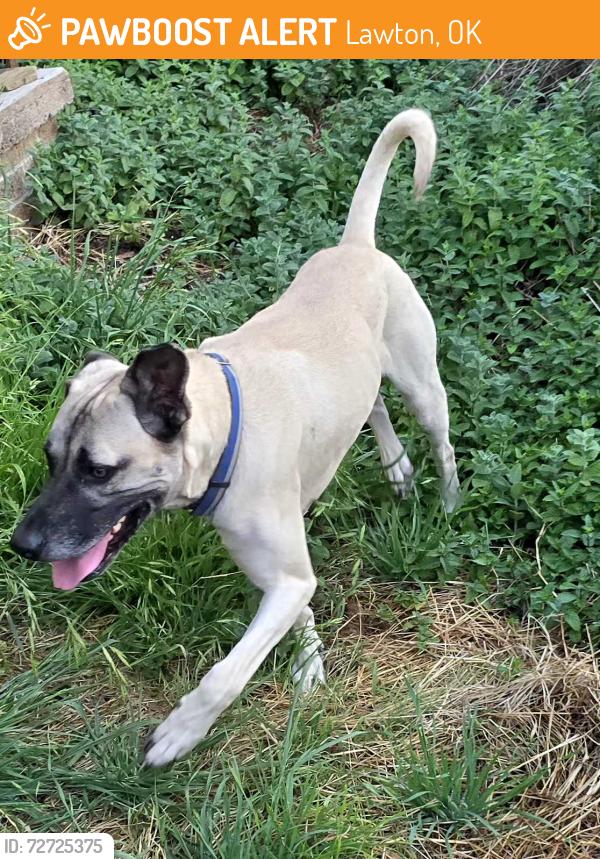 Found/Stray Male Dog last seen Ron Stephen's Stadium, Lawton, OK 73507