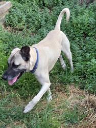 Found/Stray Male Dog last seen Ron Stephen's Stadium, Lawton, OK 73507