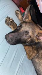 Found/Stray Male Dog last seen 71st and Olive, Peoria, AZ 85345