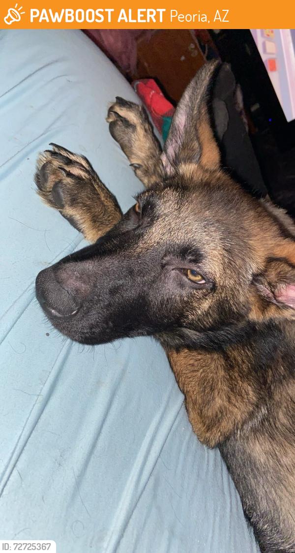 Found/Stray Male Dog last seen 71st and Olive, Peoria, AZ 85345