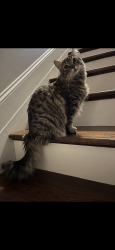 Lost Female Cat last seen Alpharetta GA 30004, Milton, GA 30004