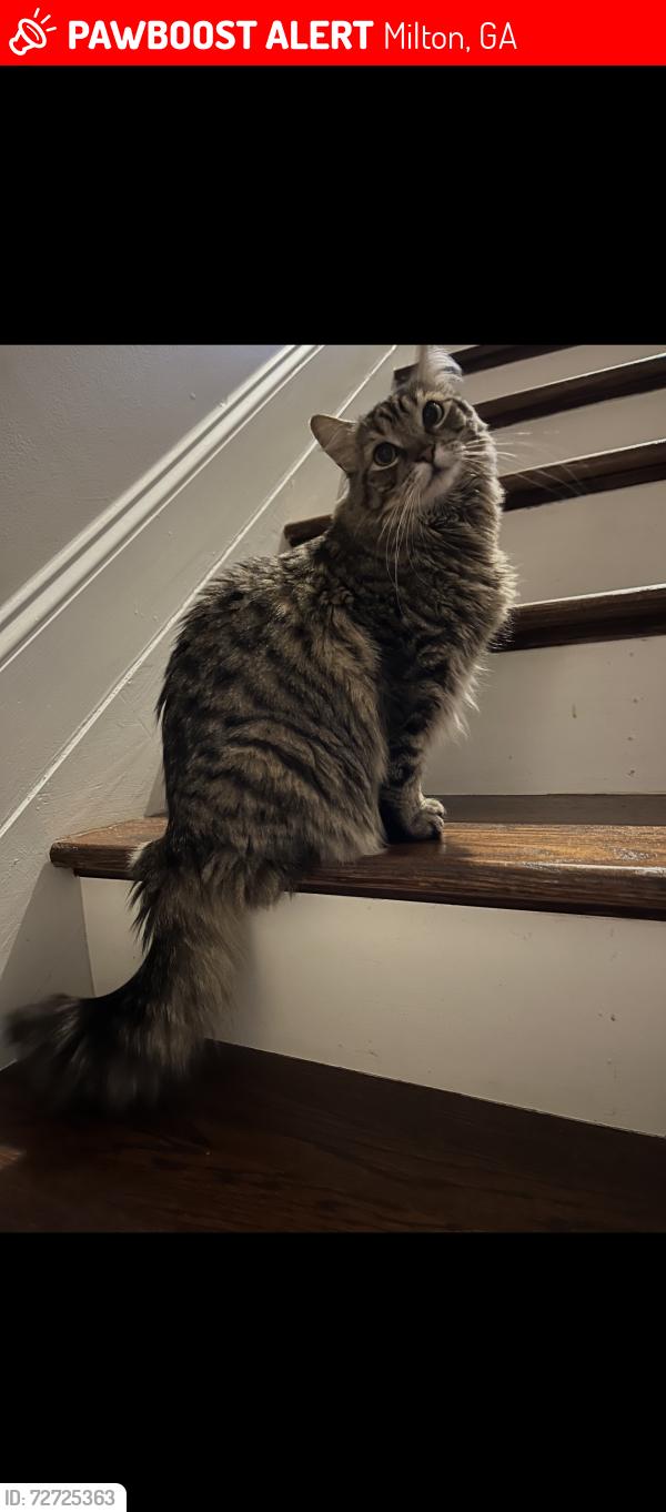 Lost Female Cat last seen Alpharetta GA 30004, Milton, GA 30004