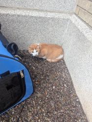 Found/Stray Unknown Cat last seen Monroe Ave and Sheppard St., upper Monroe Area, Rochester, NY 14620