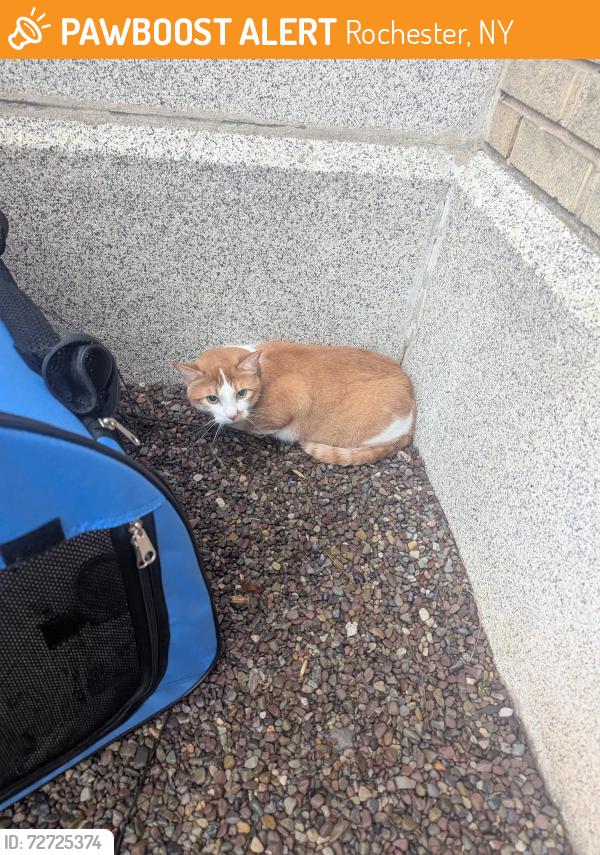Found/Stray Unknown Cat last seen Monroe Ave and Sheppard St., upper Monroe Area, Rochester, NY 14620
