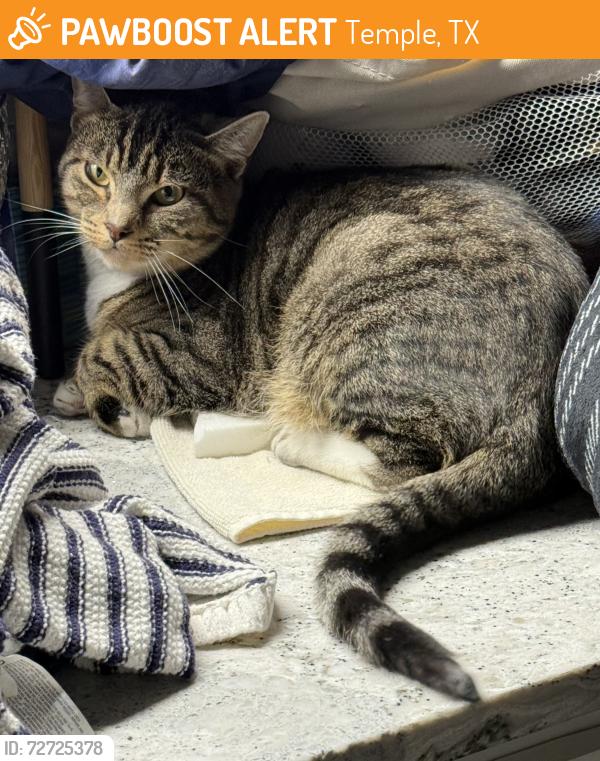 Found/Stray Unknown Cat last seen Hickory and canyon creek, Temple, TX 76502