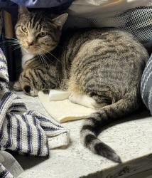 Found/Stray Unknown Cat last seen Hickory and canyon creek, Temple, TX 76502