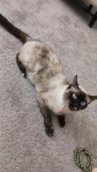 Lost Female Cat last seen Portchester Castle Path , Pflugerville, TX 78660