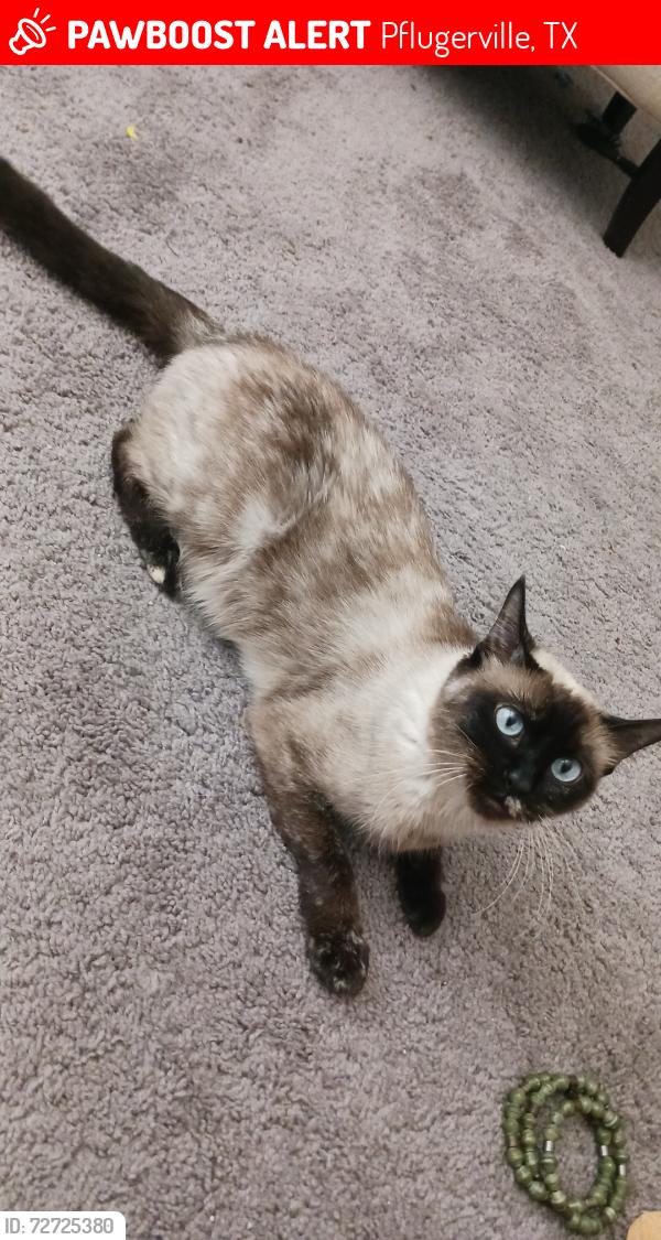 Lost Female Cat last seen Portchester Castle Path , Pflugerville, TX 78660