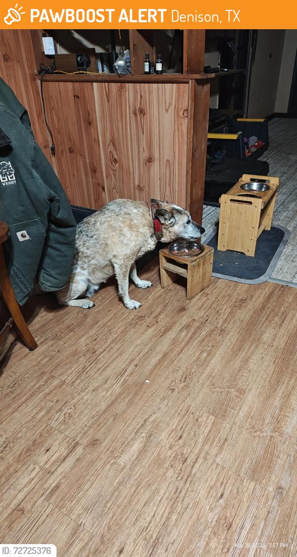 Found/Stray Female Dog last seen Chestnut st and perry st, Denison, TX 75020