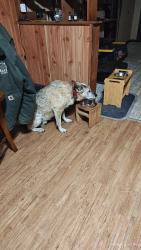 Found/Stray Female Dog last seen Chestnut st and perry st, Denison, TX 75020