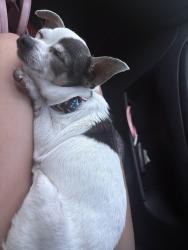Found/Stray Male Dog last seen Ocklawaha , Ocklawaha, FL 32179