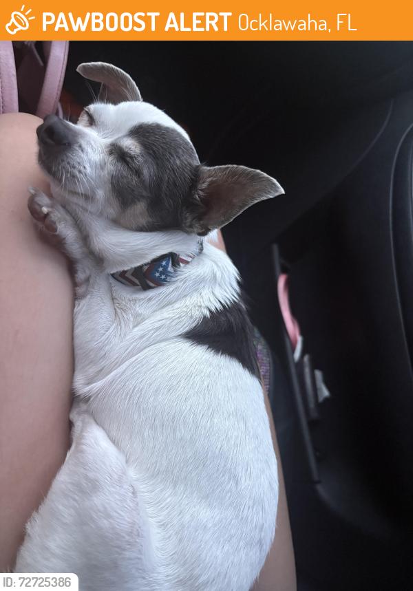 Found/Stray Male Dog last seen Ocklawaha , Ocklawaha, FL 32179
