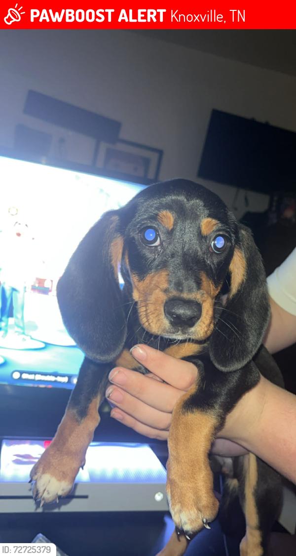 Lost Female Dog last seen Near east Quincy avenue Knoxville tn, Knoxville, TN 37917