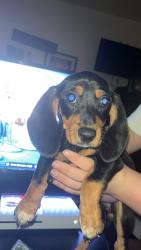 Lost Female Dog last seen Near east Quincy avenue Knoxville tn, Knoxville, TN 37917