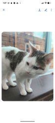 Lost Male Cat last seen Sainsbarys and lidl, Leicestershire, England LE10