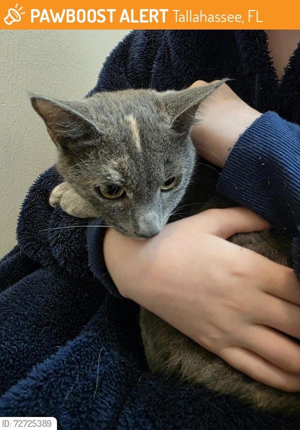 Found/Stray Female Cat last seen Williams Rd & louvina Rd, Tallahassee, FL 32311