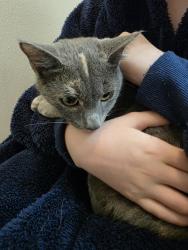 Found/Stray Female Cat last seen Williams Rd & louvina Rd, Tallahassee, FL 32311