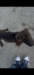 Found/Stray Unknown Dog last seen NW 15th St, Lauderhill, FL 33313
