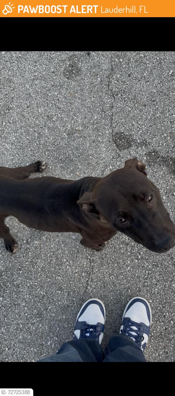 Found/Stray Unknown Dog last seen NW 15th St, Lauderhill, FL 33313