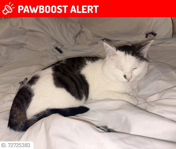 Lost Female Cat last seen Acton Rake & Stanton close, Merseyside, England L30 0PZ