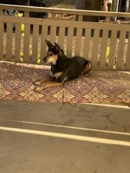 Lost Female Dog last seen Near Lake Forest Dr., Memphis, TN 38128