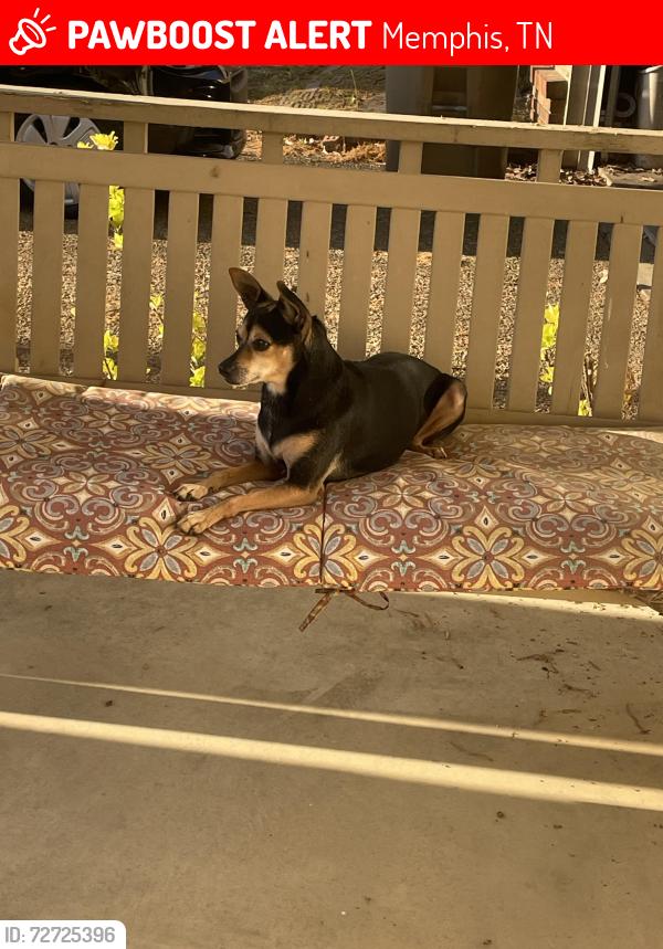 Lost Female Dog last seen Near Lake Forest Dr., Memphis, TN 38128