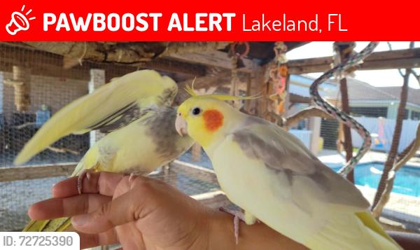 Lost Male Bird last seen Winchester ests neighborhood , Lakeland, FL 33810
