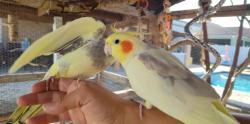 Lost Male Bird last seen Winchester ests neighborhood , Lakeland, FL 33810