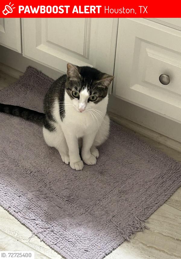 Lost Female Cat last seen Aldine mail route, Houston, TX 77039
