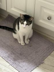 Lost Female Cat last seen Aldine mail route, Houston, TX 77039