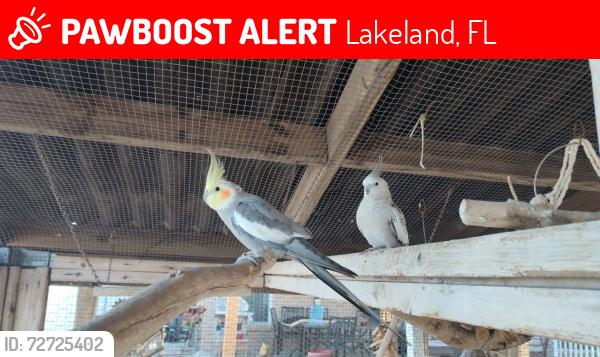 Lost Male Bird last seen Winchester ests neighborhood , Lakeland, FL 33810