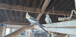 Lost Male Bird last seen Winchester ests neighborhood , Lakeland, FL 33810
