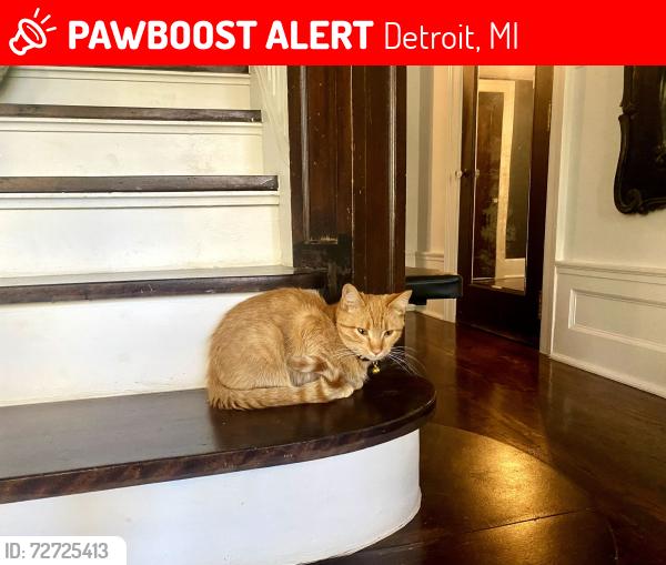 Lost Male Cat last seen Rosa Parks and Chicago Blvd, Detroit, MI 48206