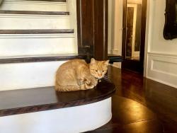 Lost Male Cat last seen Rosa Parks and Chicago Blvd, Detroit, MI 48206
