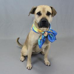 Lost Female Dog last seen Us 178, Honea Path, SC 29654