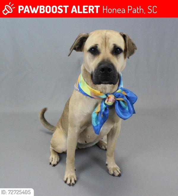 Lost Female Dog last seen Us 178, Honea Path, SC 29654